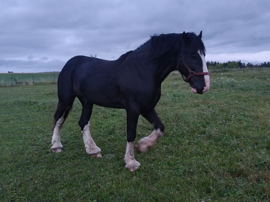 Przepięky ogier shire 190cm licencja shs