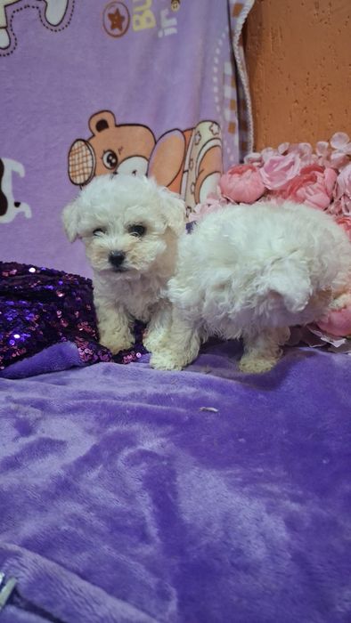 Сладкие зефирки малыши Бишон фризе.