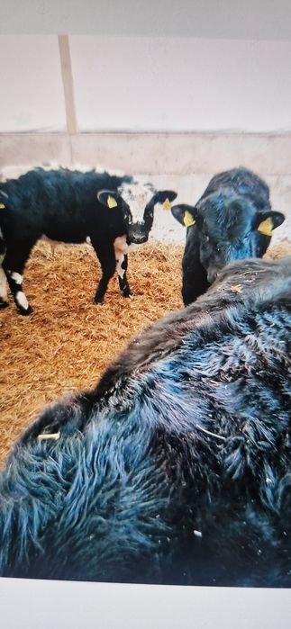 Odsadki mięsne byczki jałówki