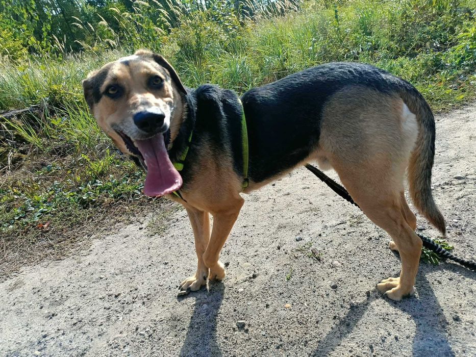 Pies Bruno kochający spacery szuka domu