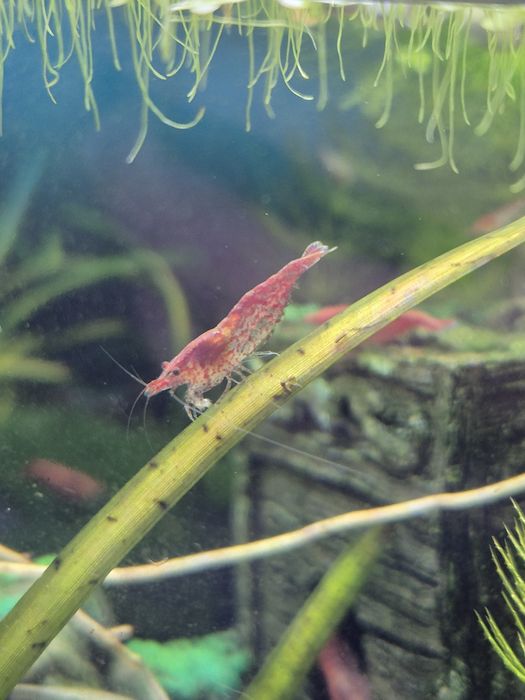 Camarões red cherry neocaradina