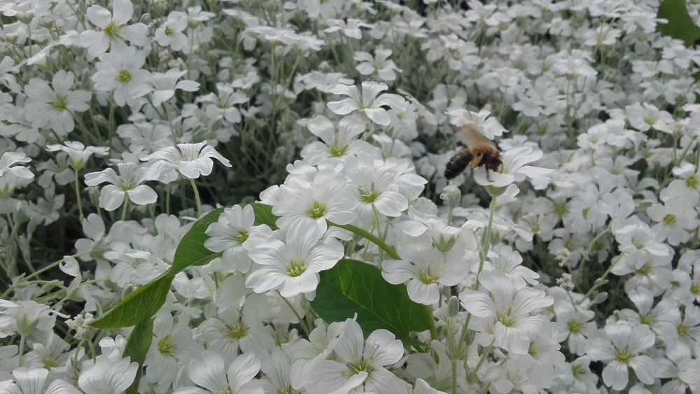 Naturalny miód pszczeli z własnej pasieki_ekologiczny