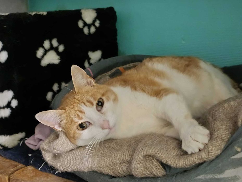 Рижуля, 4 роки, стерилізована, вакцинована, дуже ласкава