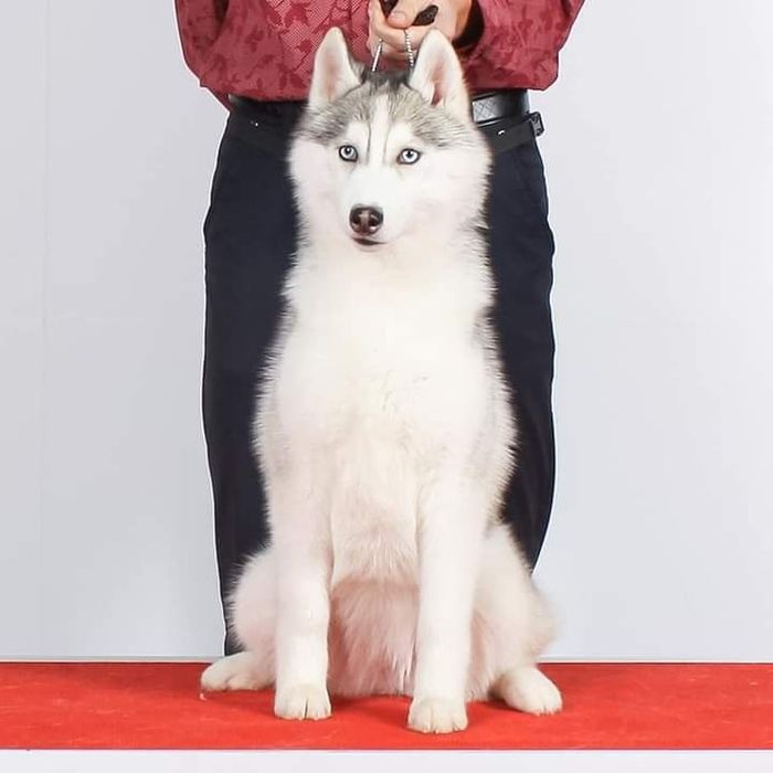 В'язка кобель Сибірської хаскі