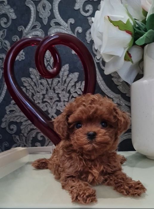 Дівчинка той пудель,квітулька.