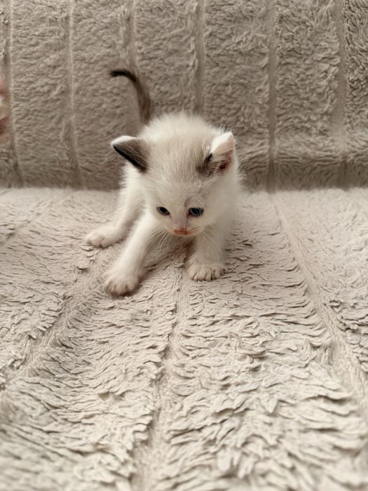 Ragdoll kot kocurek
