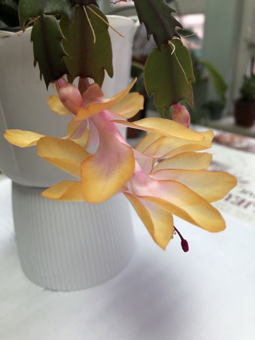 Шлюмбергера AN040