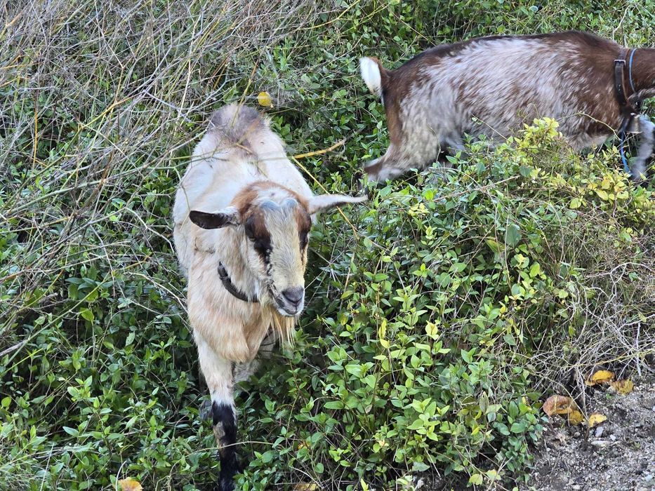 Bode raça Serpentina de reprodução