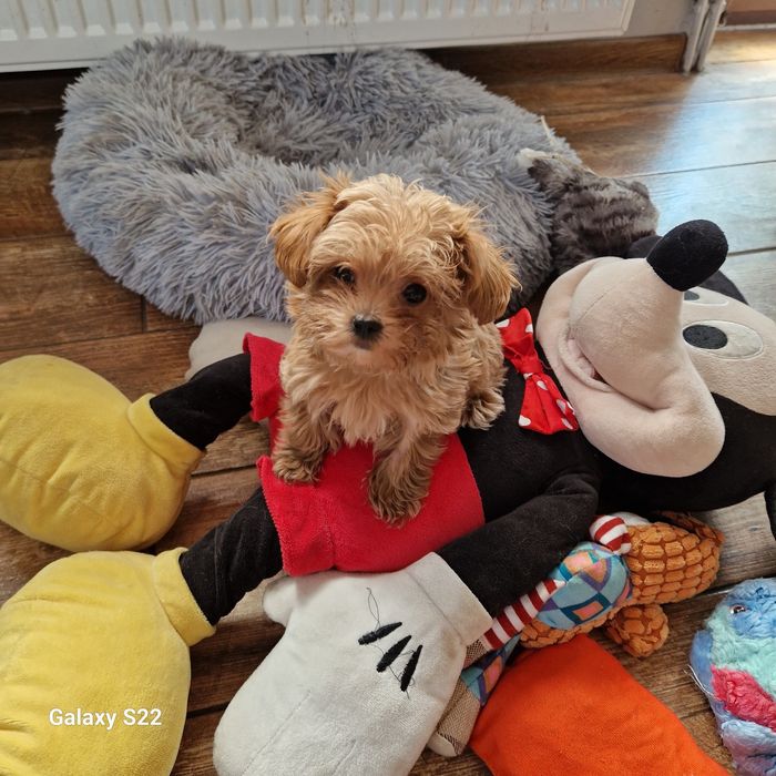 Maltipoo F1  suczka XS