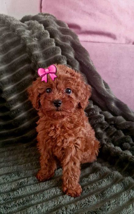 Dziewchinki pudelek toy