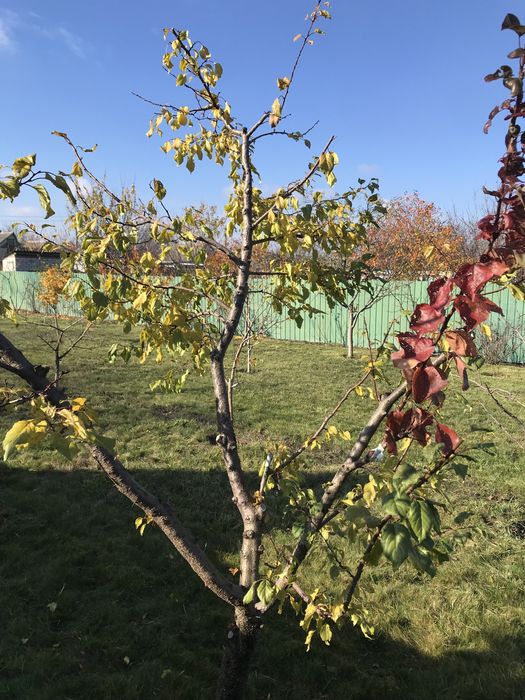 Фруктовий сад в ОЗОНІ