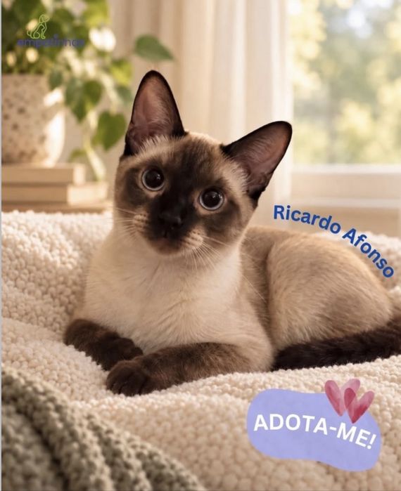 Gatinho 6 meses para adoção responsável