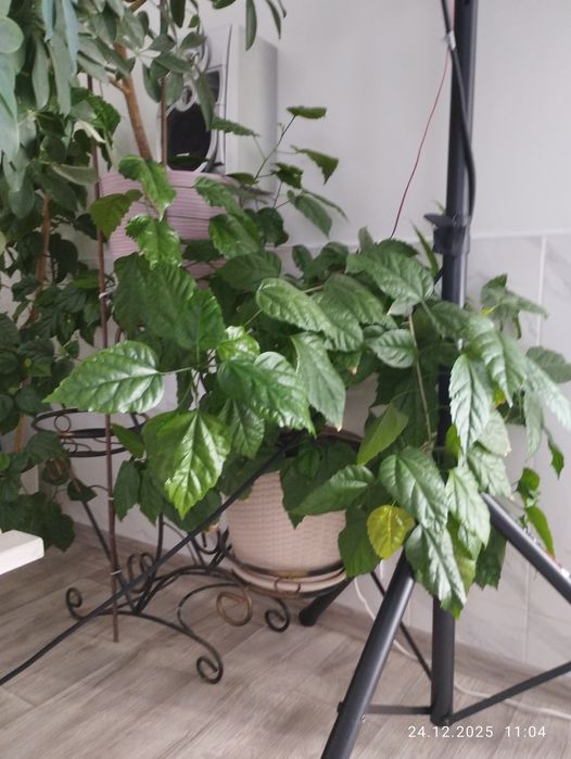 Китайськие  рози.Гибискус.