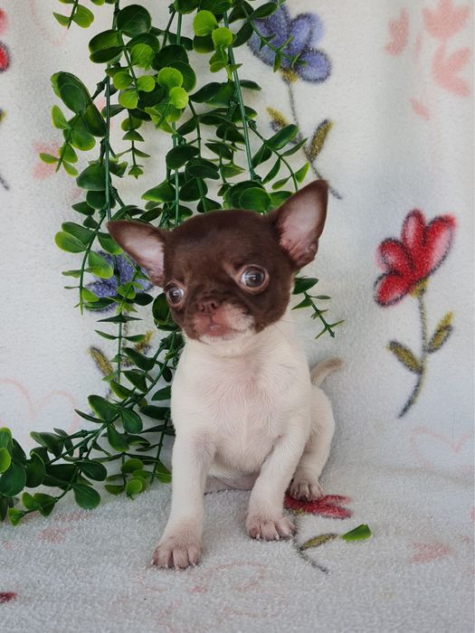 Excelente super miniatura menina Chihuahua/Chiuaua LinhagemRussa de Qualidade