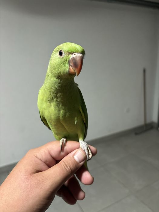 Vendo Ring Neks e loris Domesticados