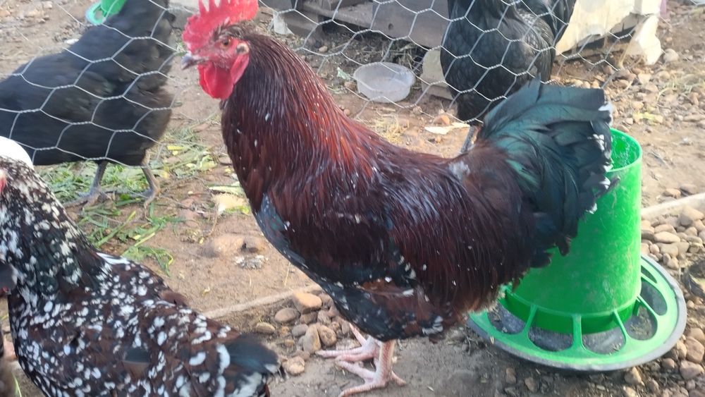 Ovos galados de várias raças