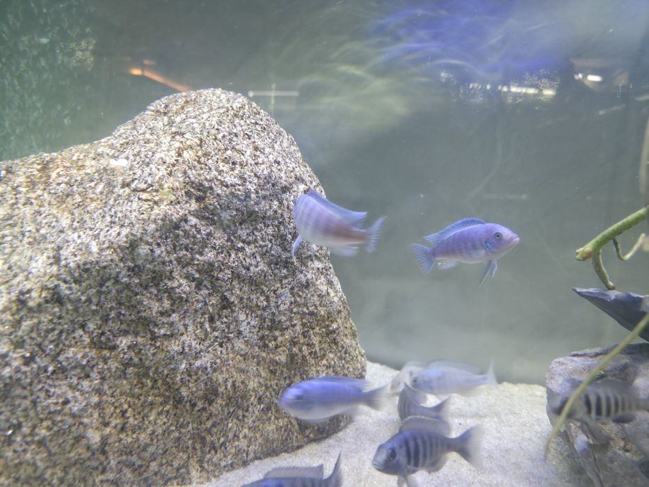 Vendo Maylandia Dolphin Thumbi