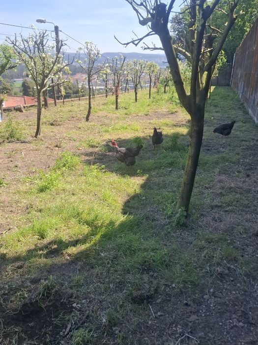 Ovos pedrês portuguesa para incubação - Dúzia 15€