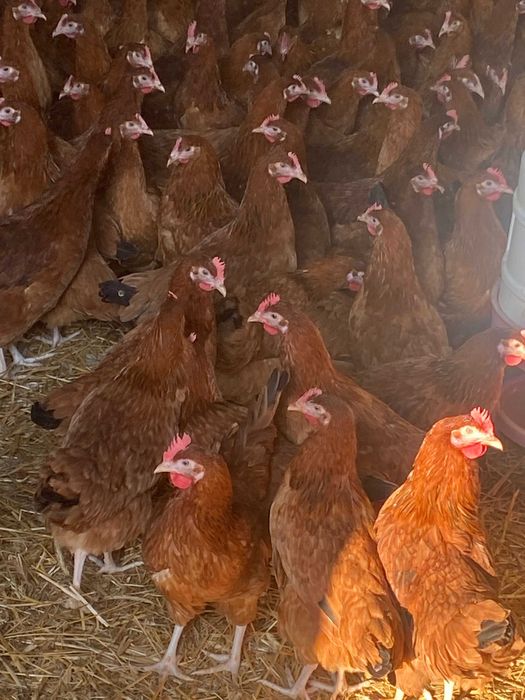 Młode kury kurki nioski z jajkiem dowóz Gratis