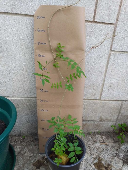 Plantas trepadeiras sete-léguas flor rosa