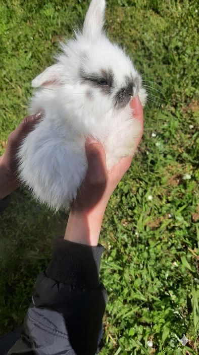 Продам кролика  есть  девочки и мальчики