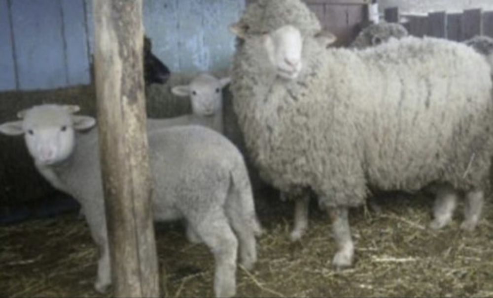 Кроси великих порід, вівці ,барани на розплід