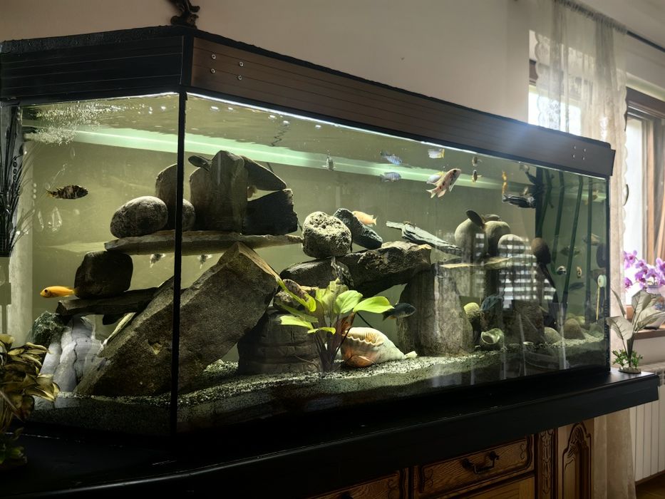 Akwarium 500l (167x50x65)
