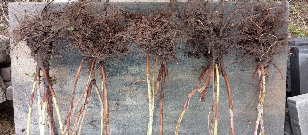 Malina Polana 5 dużych sadzonek