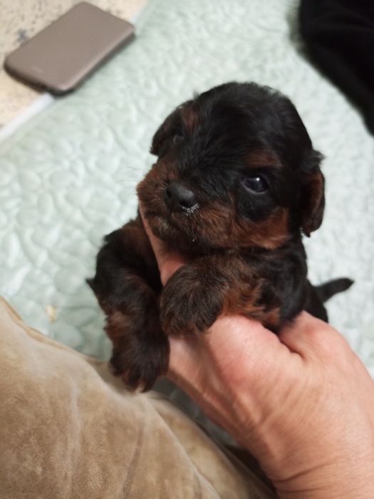 МальтіпуF2 хлопчик Кротя.