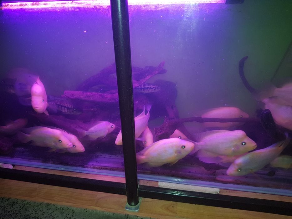 Продам аквариумных рыб