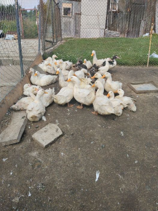 Sprzedam Kaczki tegoroczne