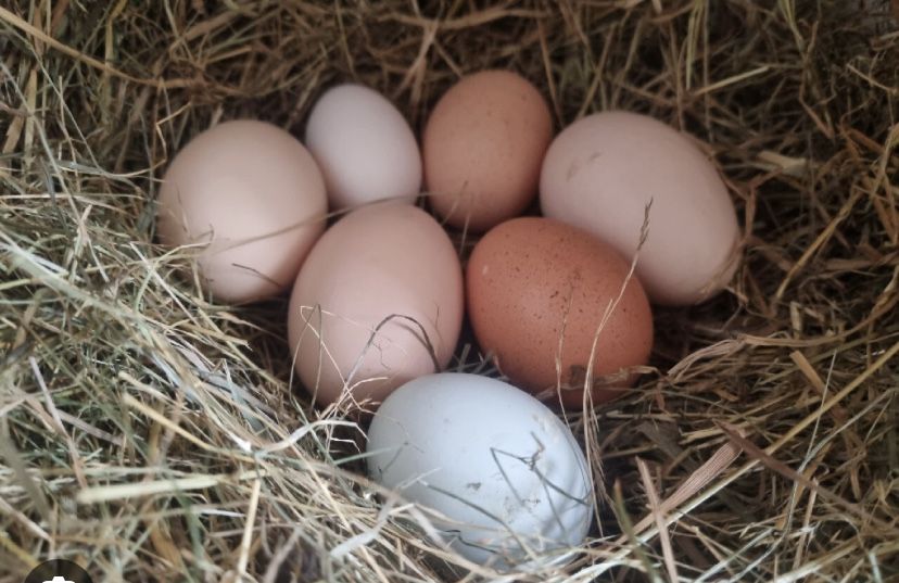 Jajka wiejskie z wolnego wybiegu