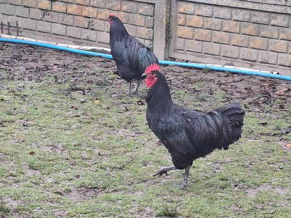 Sprzedam Koguta Australop