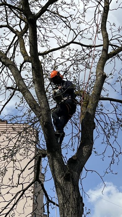 Зрізати дерево, кронування, санітарна обрізка дерева