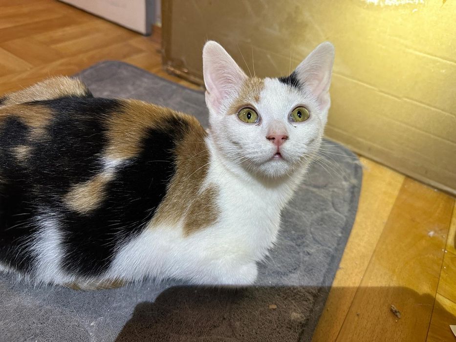 SISI – delikatna księżniczka szuka swojego spokojnego królestwa