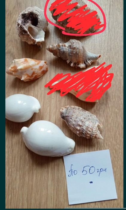 Океанические ракушки