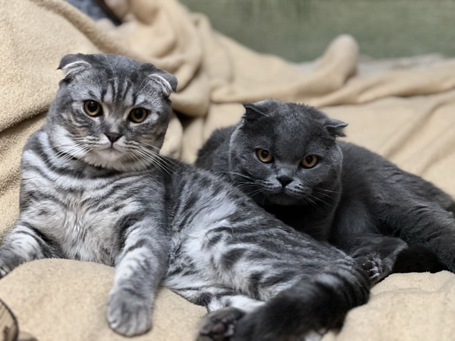 Шотланські кошенята