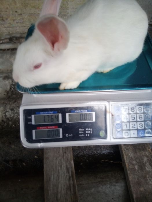 Кролі,кроленята, кролиці