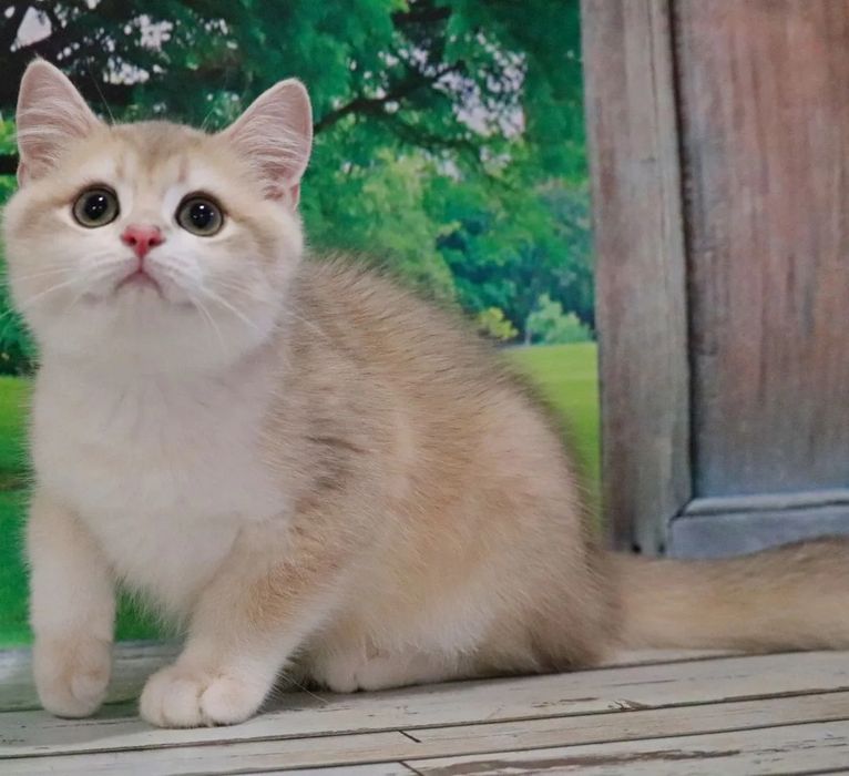 Ніжний та ласкавий британський хлопчик голубе золото
