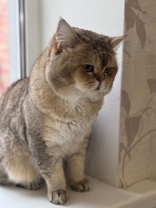 Вязка котов. Шотландский золотая шиншилла.