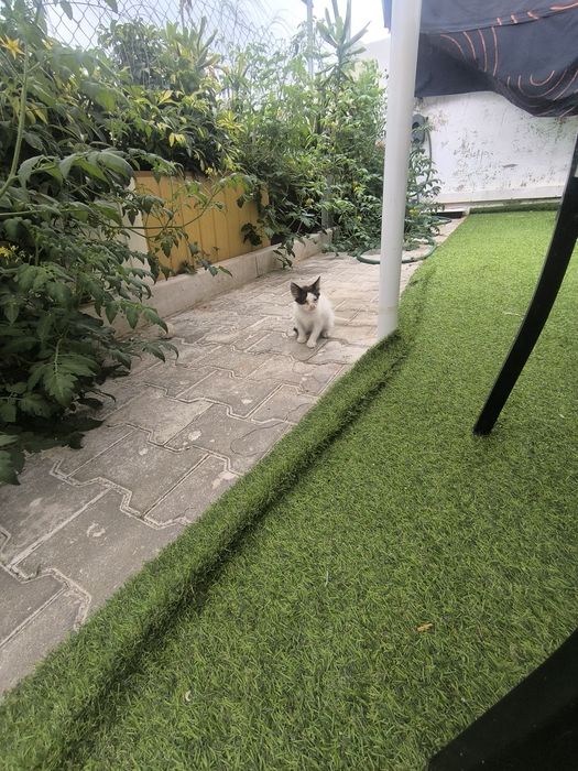 Gatinhos para doar