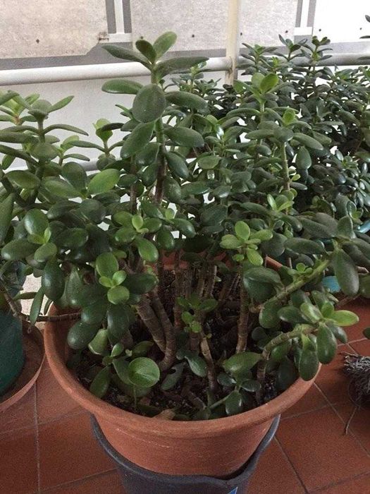 Novas plantas variadas