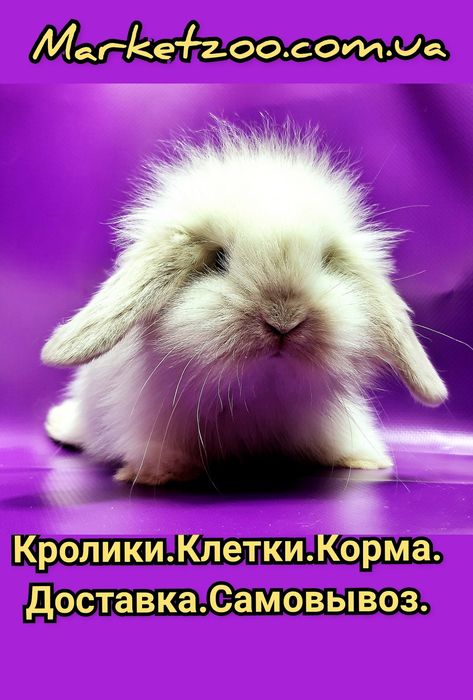 Карликовые супер мини декорат.торчеухие и вислоухие кролики
