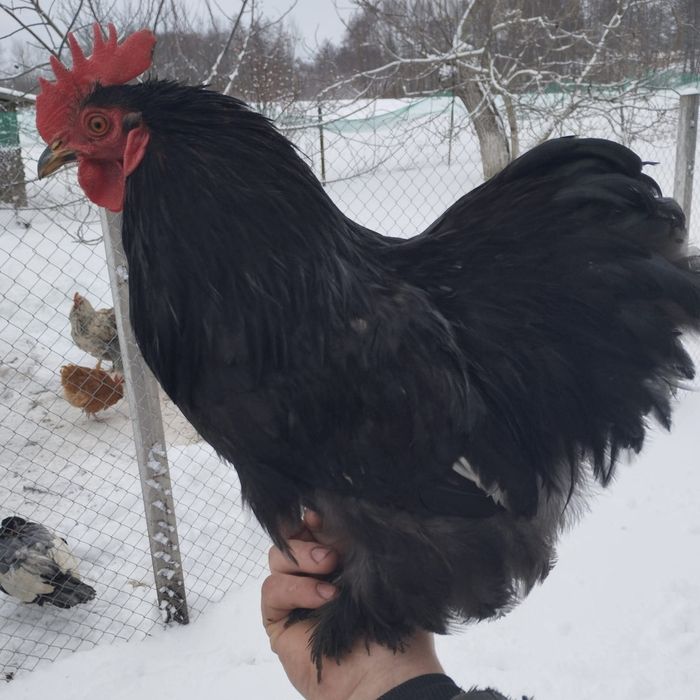 Карликовий Кохінхін