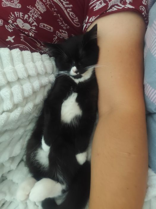 Котик, 9 місяців у добрі руки