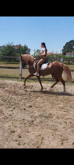 Cavalo PSL Castrado