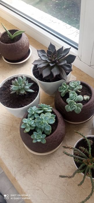 Кактуси,еуфобія,стапелія,монвіліяспегазіні