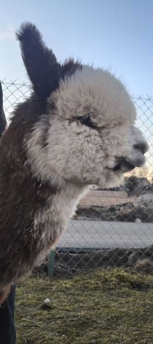 Alpaka Samiec PERU