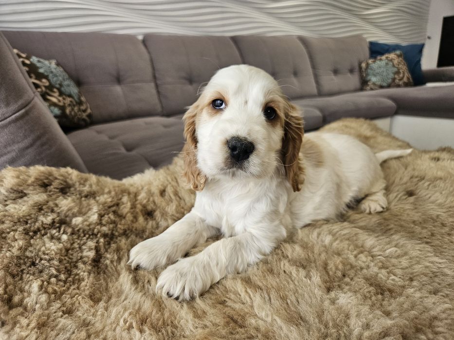 Piesek Cocker Spaniel Angielski