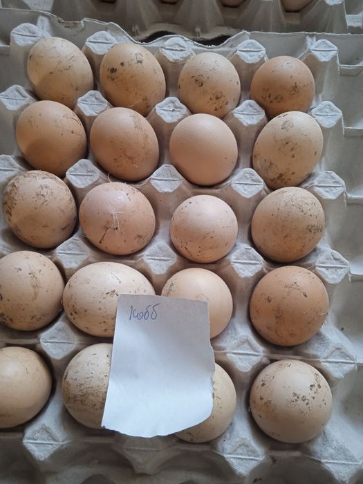 Інкубаційні яйця в домашніх птахів.